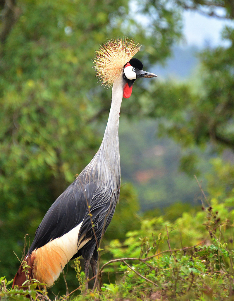 Grey crowned crane (Balearica regulorum); DISPLAY FULL IMAGE.