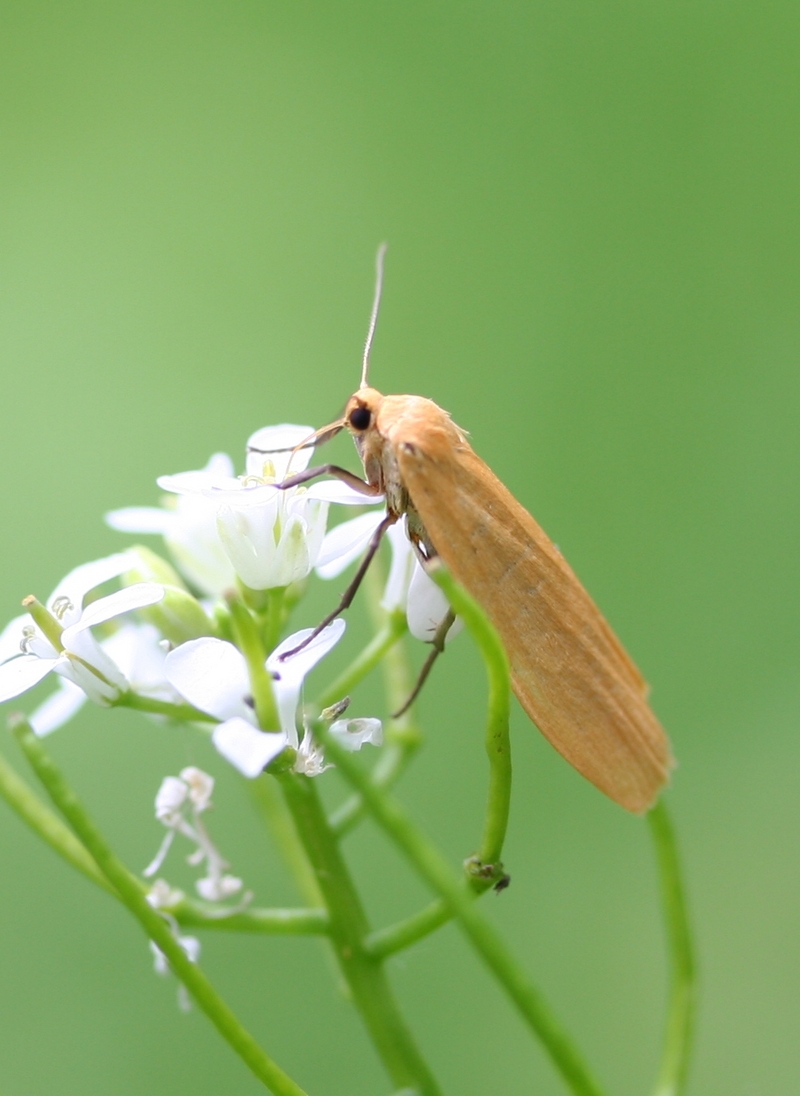 Orange footman (Wittia sororcula); DISPLAY FULL IMAGE.