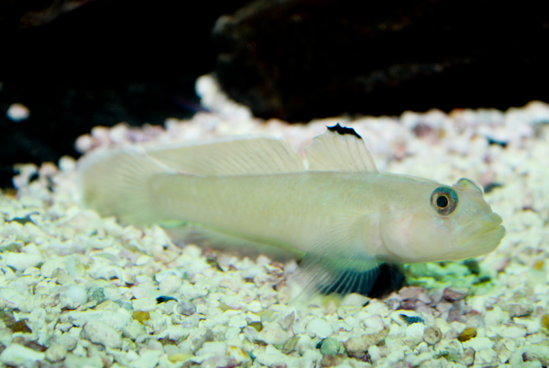 Blackeye goby (Rhinogobiops nicholsii); DISPLAY FULL IMAGE.