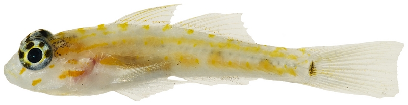 Coryphopterus eidolon, Pallid goby; DISPLAY FULL IMAGE.