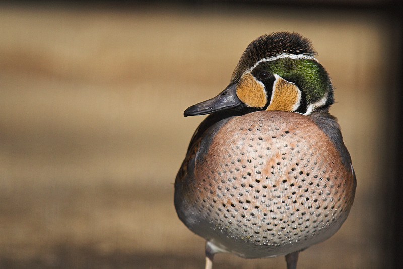 Baikal teal (Anas formosa); DISPLAY FULL IMAGE.