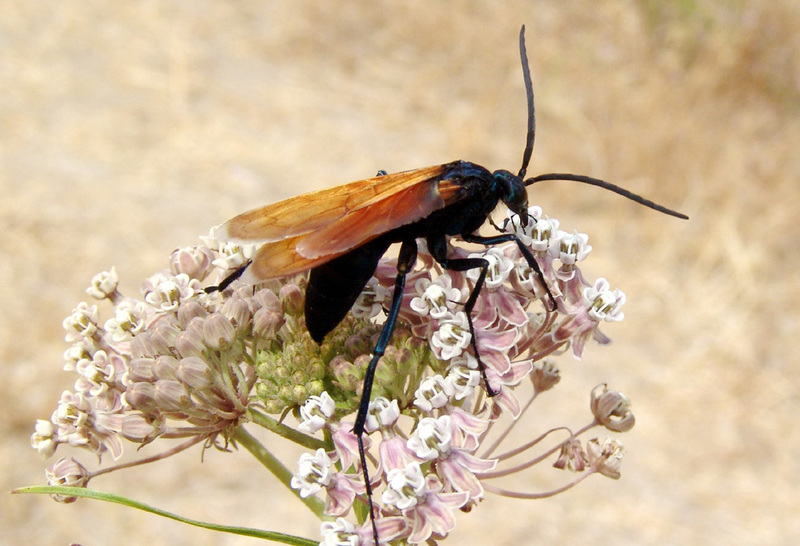 Pepsis grossa (tarantula hawk wasp); DISPLAY FULL IMAGE.