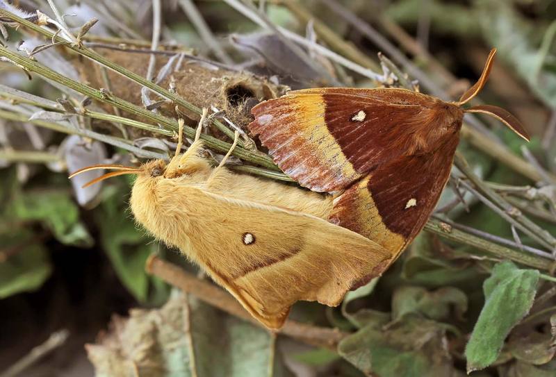 Lasiocampa quercus (oak eggar); DISPLAY FULL IMAGE.