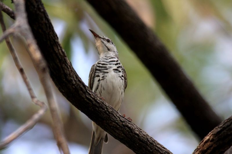 Bar-breasted honeyeater (Ramsayornis fasciatus); DISPLAY FULL IMAGE.