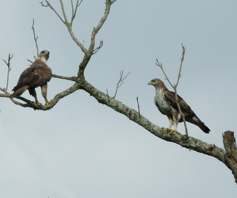 Bonelli's eagle (Aquila fasciata); DISPLAY FULL IMAGE.