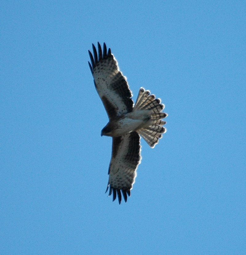 Little eagle (Hieraaetus morphnoides); DISPLAY FULL IMAGE.