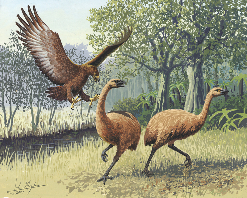 Haast's eagle (Harpagornis moorei); DISPLAY FULL IMAGE.