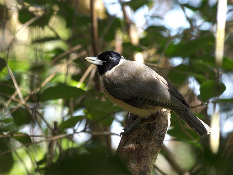 Pollen's vanga (Xenopirostris polleni); DISPLAY FULL IMAGE.