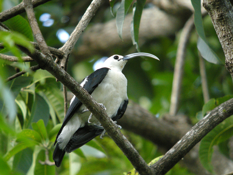 sickle-billed vanga (Falculea palliata); DISPLAY FULL IMAGE.
