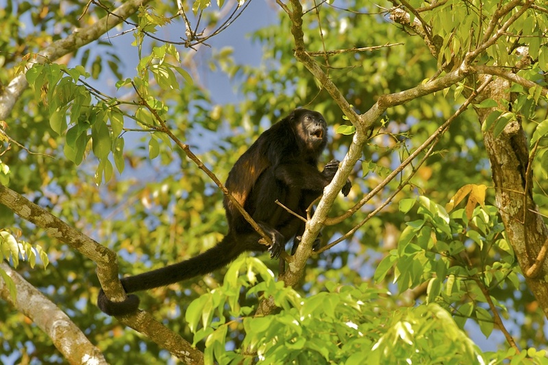 Mantled howler, golden-mantled howling monkey (Alouatta palliata); DISPLAY FULL IMAGE.