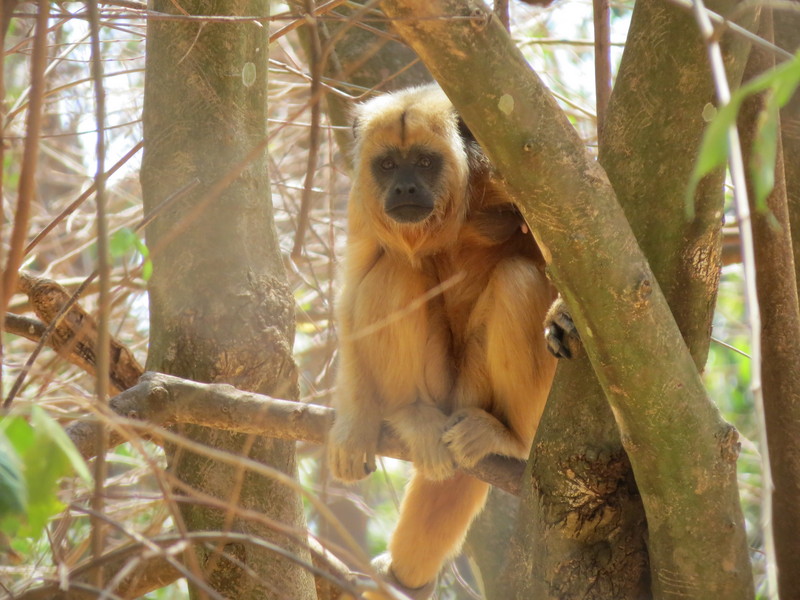 Black howler, black-and-gold howling monkey (Alouatta caraya) Female; DISPLAY FULL IMAGE.