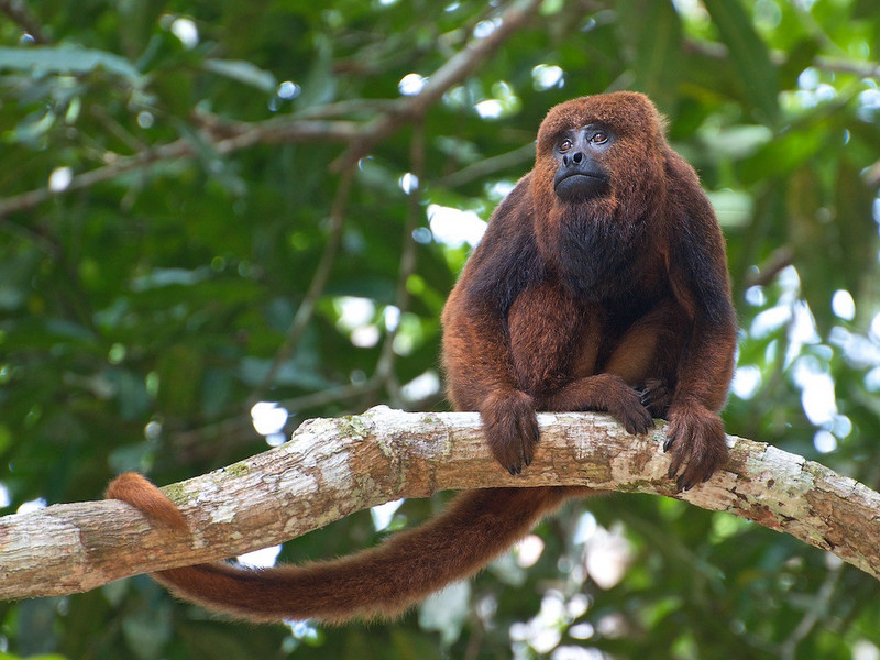 brown howler (Alouatta guariba); DISPLAY FULL IMAGE.