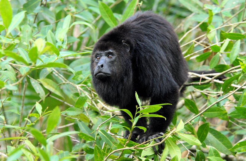 Guatemalan black howler, Yucatan black howler (Alouatta pigra); DISPLAY FULL IMAGE.