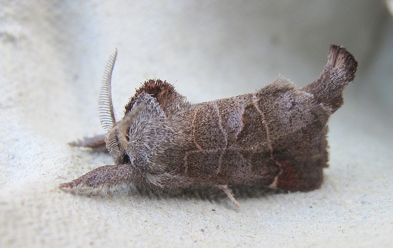 Clostera pigra (small chocolate-tip); DISPLAY FULL IMAGE.