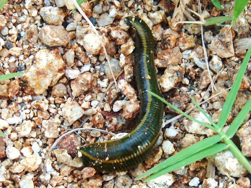 Whitmania pigra (leech); DISPLAY FULL IMAGE.