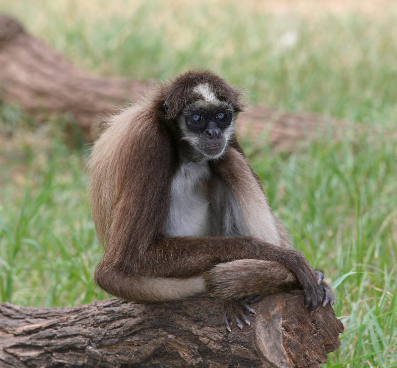 Brown spider monkey, variegated spider monkey (Ateles hybridus); DISPLAY FULL IMAGE.