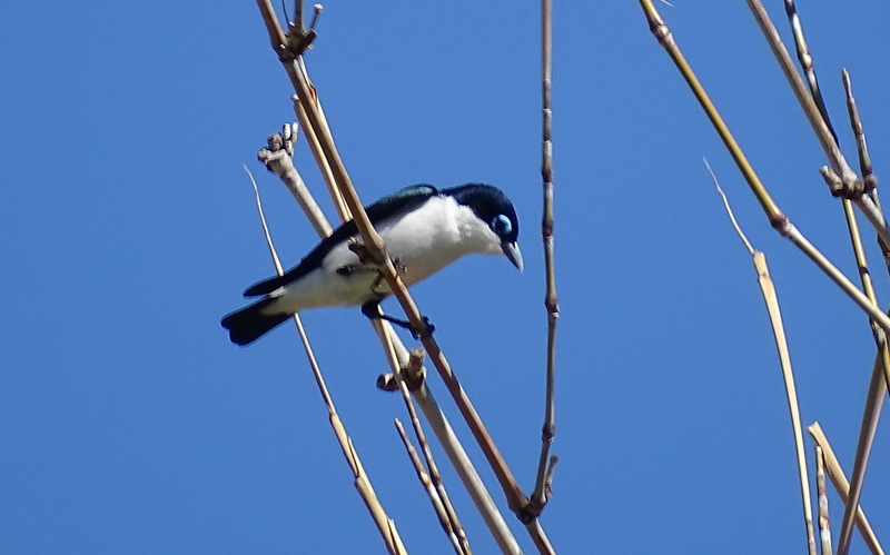 Chabert's vanga, chabert vanga (Leptopterus chabert); DISPLAY FULL IMAGE.