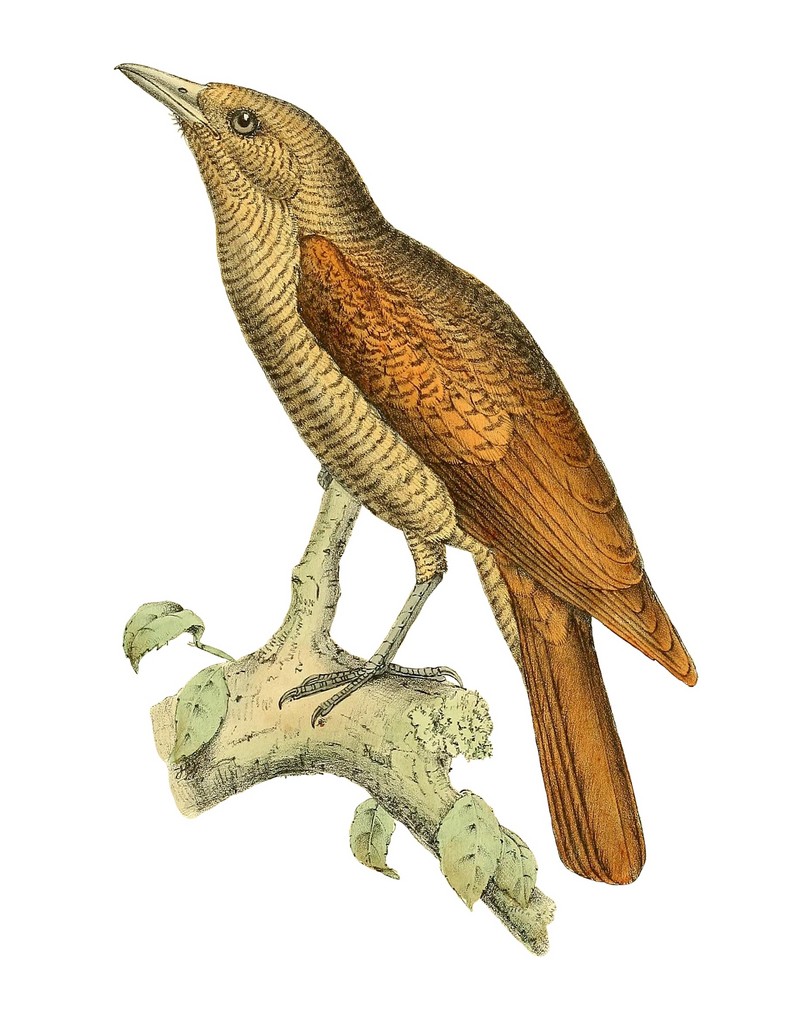 Bernier's vanga (Oriolia bernieri); DISPLAY FULL IMAGE.