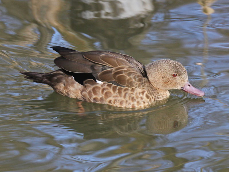 Madagascar teal, Bernier's teal (Anas bernieri); DISPLAY FULL IMAGE.