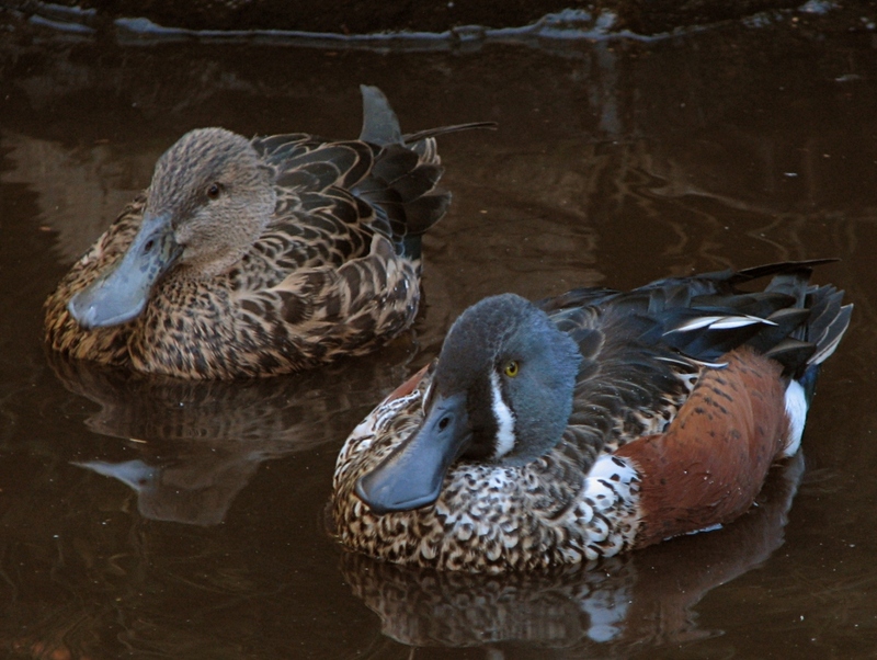 Australasian shoveler (Anas rhynchotis); DISPLAY FULL IMAGE.