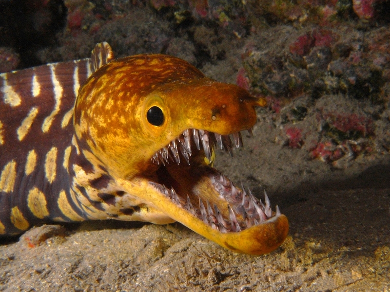 Fangtooth moray, Bird-eye conger (Enchelycore anatina); DISPLAY FULL IMAGE.