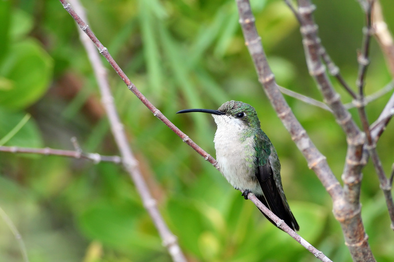 Antillean mango (Anthracothorax dominicus); DISPLAY FULL IMAGE.