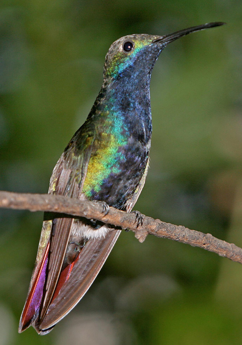 black-throated mango (Anthracothorax nigricollis); DISPLAY FULL IMAGE.