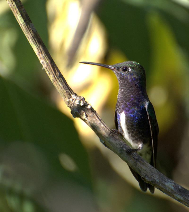 sapphire-spangled emerald (Amazilia lactea); DISPLAY FULL IMAGE.