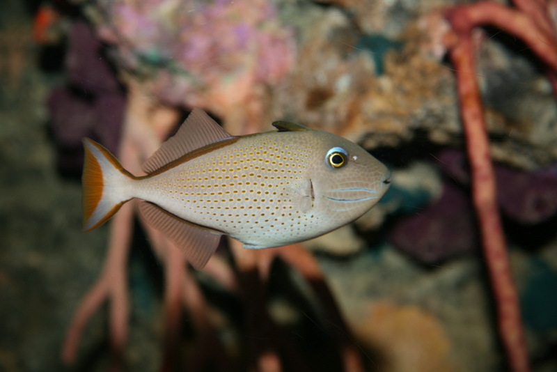 Sargassum triggerfish (Xanthichthys ringens); DISPLAY FULL IMAGE.