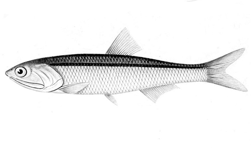 Peruvian anchoveta (Engraulis ringens); DISPLAY FULL IMAGE.