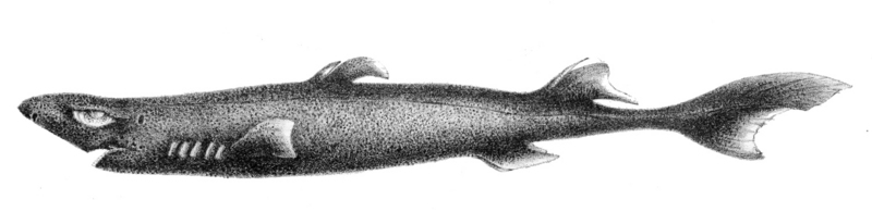 smooth lanternshark, slender lanternshark (Etmopterus pusillus); DISPLAY FULL IMAGE.