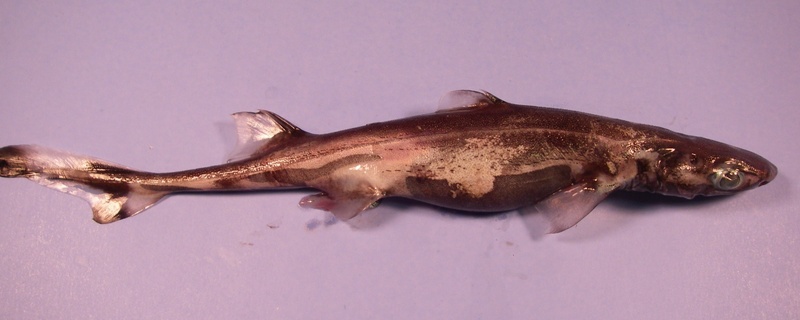 green lanternshark (Etmopterus virens); DISPLAY FULL IMAGE.