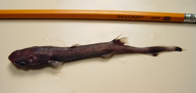 broadbanded lanternshark (Etmopterus gracilispinis); DISPLAY FULL IMAGE.