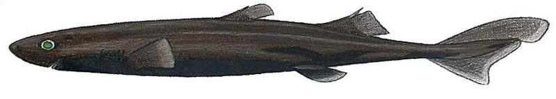 broadbanded lanternshark (Etmopterus gracilispinis); DISPLAY FULL IMAGE.