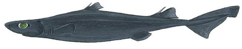 great lanternshark (Etmopterus princeps); DISPLAY FULL IMAGE.