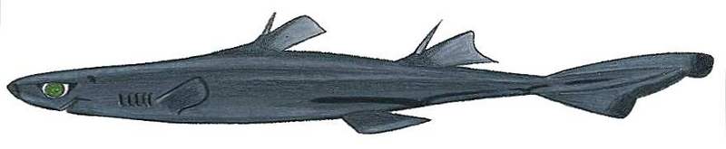 African lanternshark, Etmopterus polli; DISPLAY FULL IMAGE.