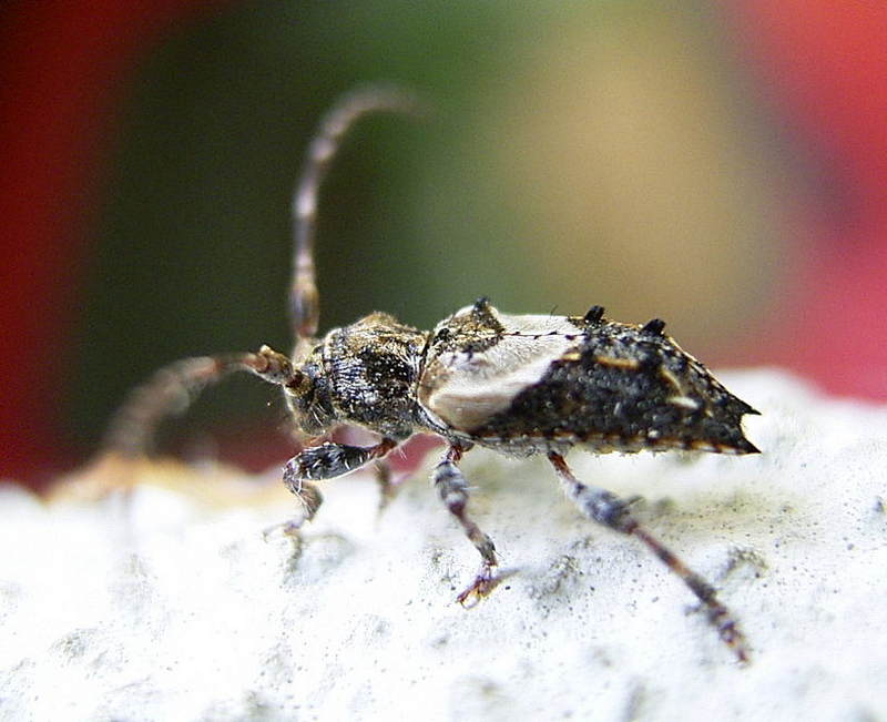 Pogonocherus hispidus; DISPLAY FULL IMAGE.