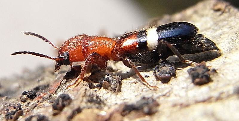 Denops albofasciatus; DISPLAY FULL IMAGE.