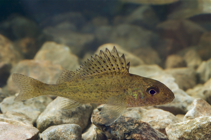 Eurasian ruffe (Gymnocephalus cernua); DISPLAY FULL IMAGE.