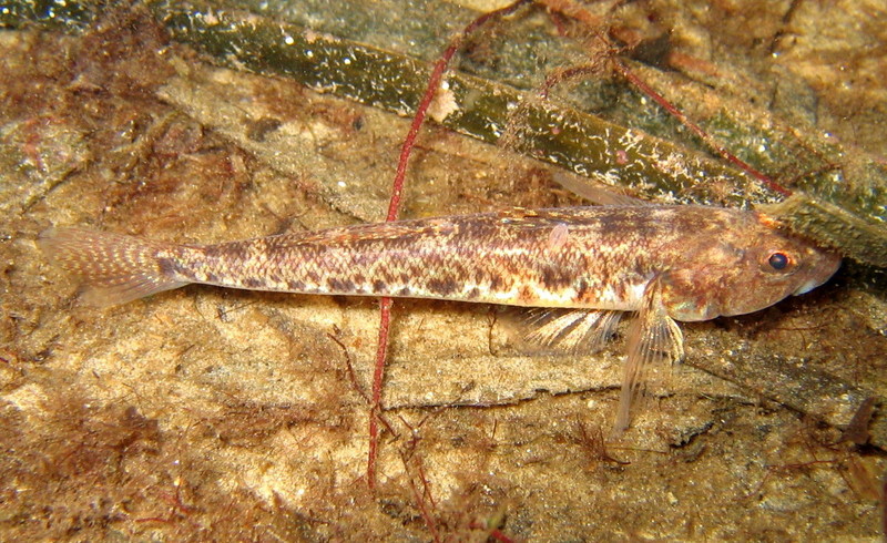 common goby (Pomatoschistus microps); DISPLAY FULL IMAGE.