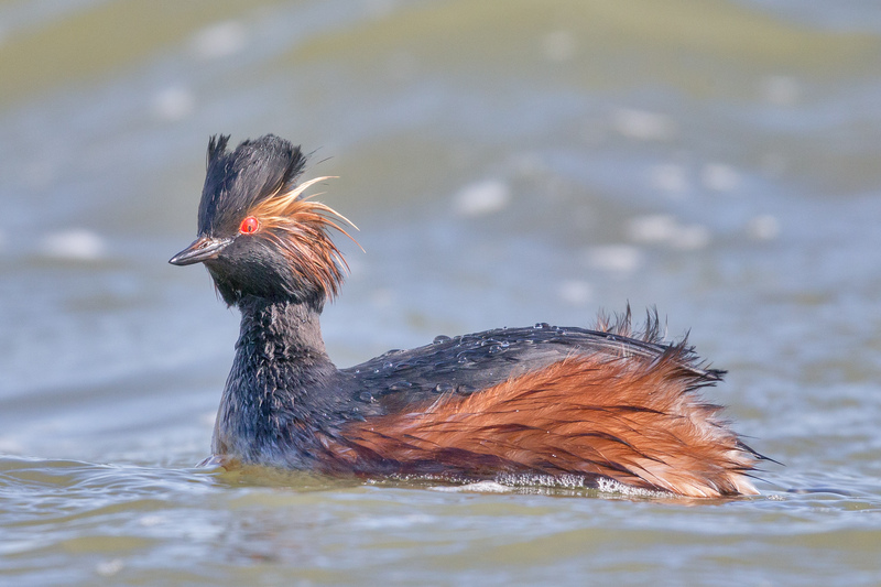 black-necked grebe, eared grebe (Podiceps nigricollis); DISPLAY FULL IMAGE.