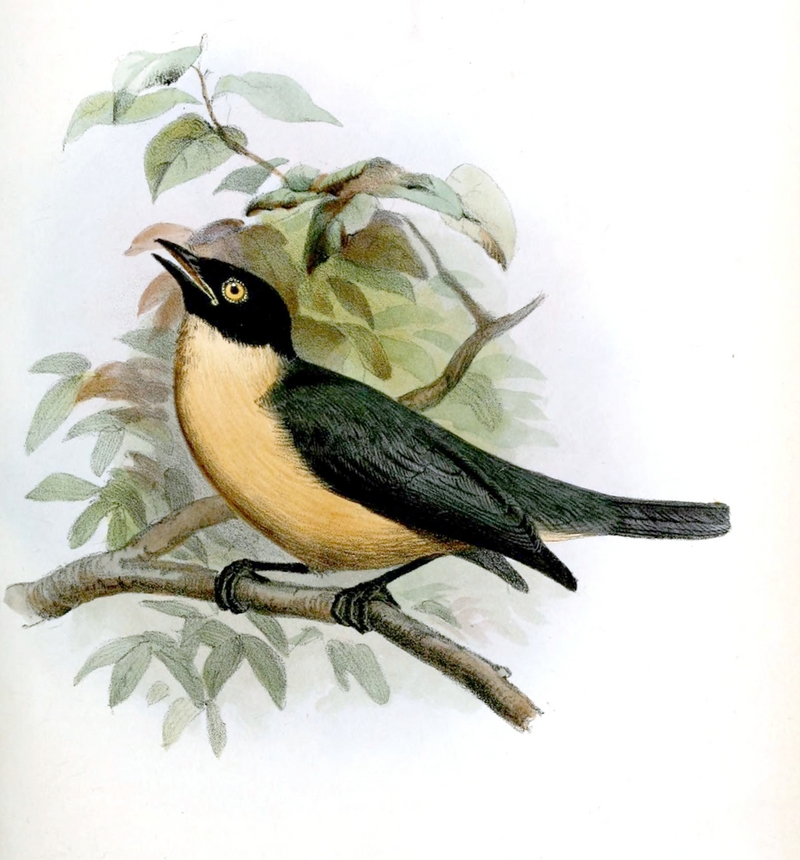 tylas vanga (Tylas eduardi); DISPLAY FULL IMAGE.