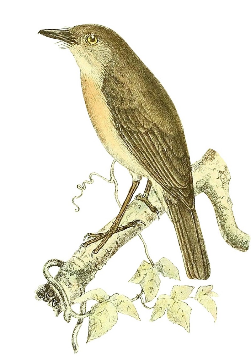 common newtonia (Newtonia brunneicauda); DISPLAY FULL IMAGE.