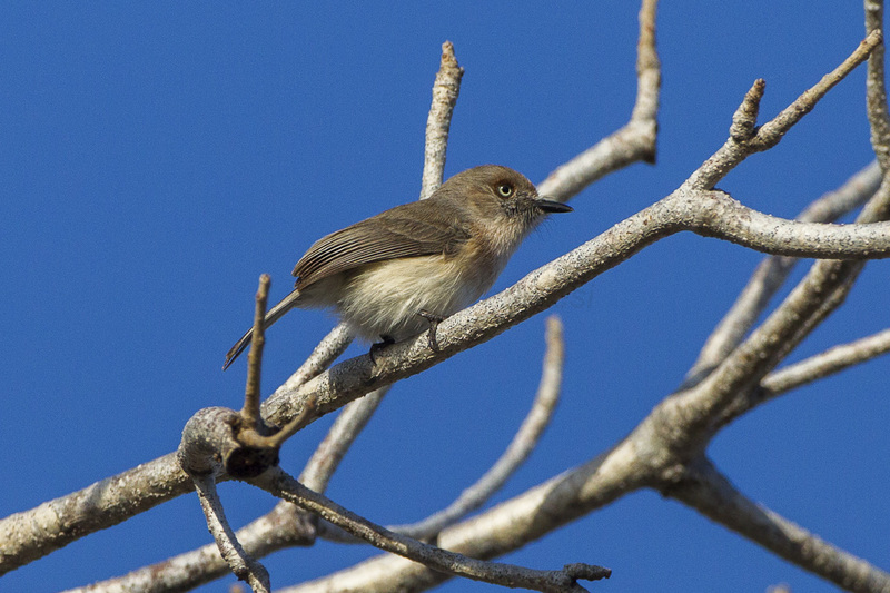 Archbold's newtonia (Newtonia archboldi); DISPLAY FULL IMAGE.
