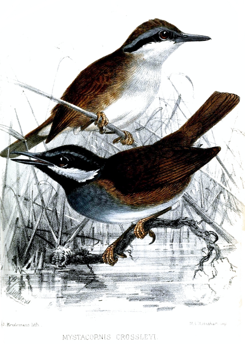 Crossley's vanga, Crossley's babbler-vanga (Mystacornis crossleyi); DISPLAY FULL IMAGE.