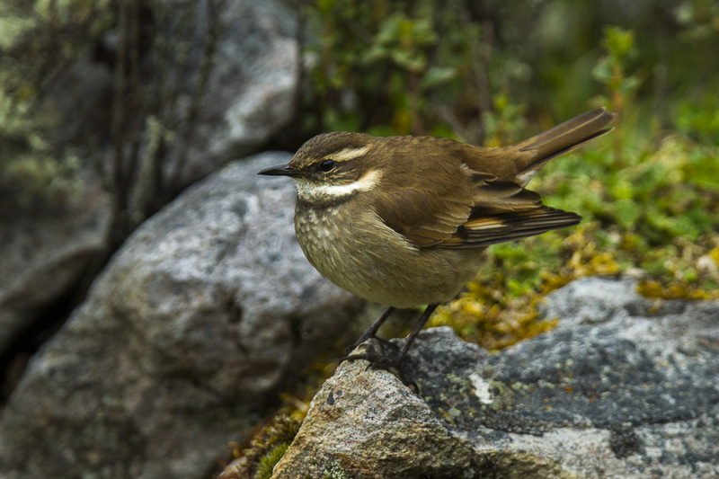 chestnut-winged cinclodes (Cinclodes albidiventris); DISPLAY FULL IMAGE.