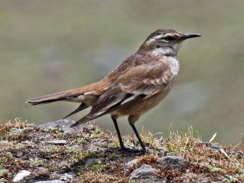 cream-winged cinclodes (Cinclodes albiventris); DISPLAY FULL IMAGE.