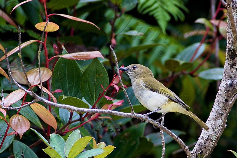 green-backed whistler (Pachycephala albiventris); DISPLAY FULL IMAGE.