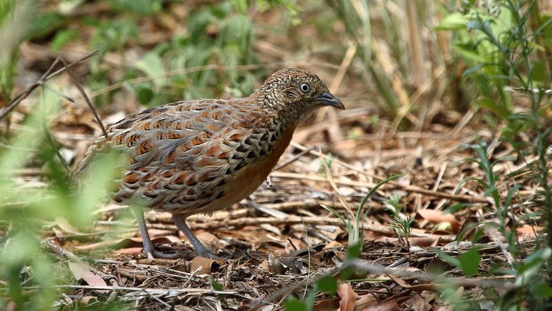 common buttonquail (Turnix sylvaticus); DISPLAY FULL IMAGE.