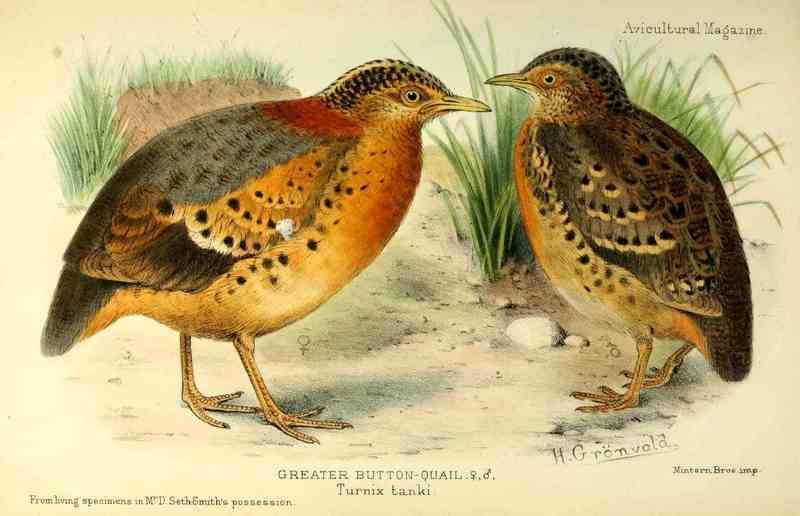 yellow-legged buttonquail (Turnix tanki); DISPLAY FULL IMAGE.